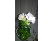 ������� ���� White (�����)