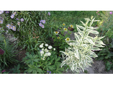 ���������� �����������