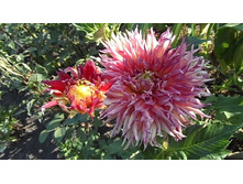 №55 �������� �������.jpg