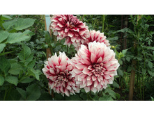 №7 ������� ����������.jpg