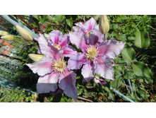 �������� �����