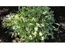 ���������� �����������