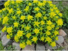 ������� ��������������