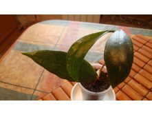 ���� sp.Germany