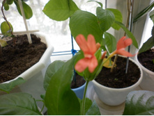 ��������� �������