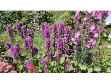 ������ ������