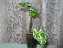IMG 4563.JPG