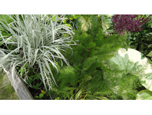 ���� �����������