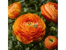 ����� ���� ��������� 3�� 31,50��� - 2��