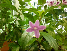 ������������� ���������