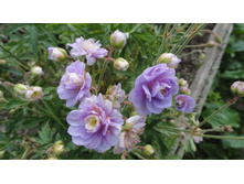 ������ ������ �����