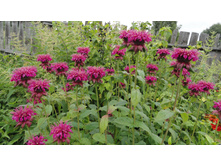 ������� ���������