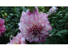 №46 �������� �������.jpg