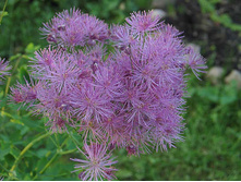 ����������� ����������������