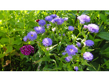 �������� �������.