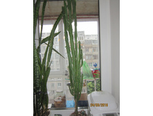 ������� ����������� (�uphorbia trigona), (�����������)