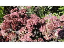 ������ ����.JPG