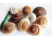 ������� �������� ��., �������:8947, 48�