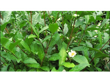 ������ ���� ....