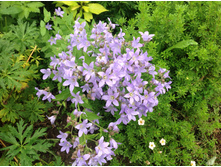 �����. ���������������� ������ ����