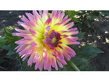 №31����� �������.jpg