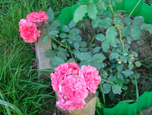 ���������: �����