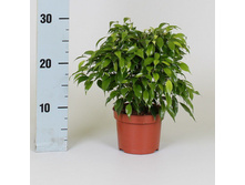 ����� ���� ����� - 250 - 350 ���.