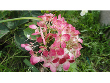 ���� ���