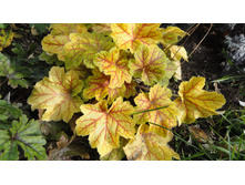 �������  ������ ������