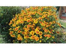 �������� �������