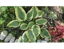 ����� ���� ���