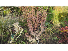 �����  ���������