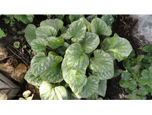 ������� ������� �����