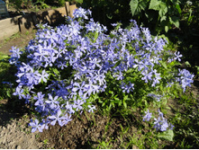 ����� ������������ �������