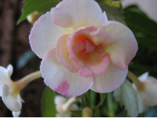 �������� - Cytro