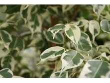 ����� ���������� ��������