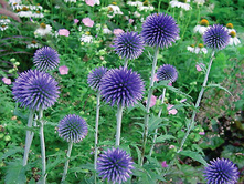 ��������� ������ ���