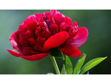 ���� �������