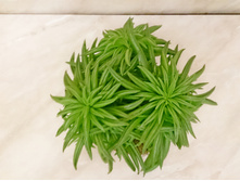 ��������� ����� ���