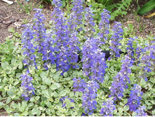 ������� ���������