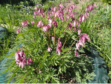 �������� ��������