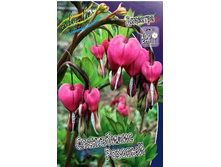 �������� "����������� �������" (Dicentra Spectabilis pink)