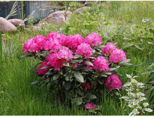 ����������� ������� (Rhododendron Helliki)