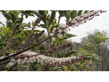 �������� ������