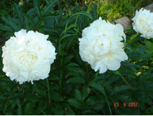 ���� ����� (�ϣ ����)