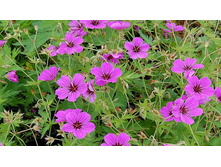 ������ ��������