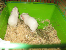 IMG 4561.JPG