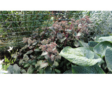 ��� �����