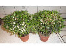 ���������� (Hamelacium) "�������� ����" ����   "Snow Flake":  - 800- 850 ���.