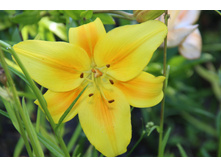 ����� �����-��������� (�ϣ ����)